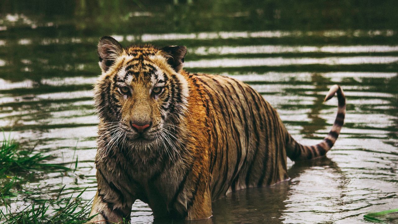 Wallpaper tiger, predator, water, wet