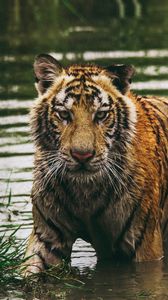 Preview wallpaper tiger, predator, water, wet