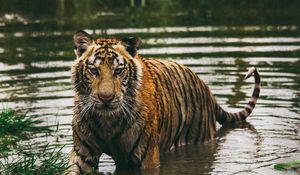 Preview wallpaper tiger, predator, water, wet