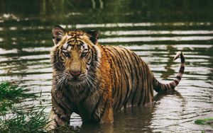 Preview wallpaper tiger, predator, water, wet