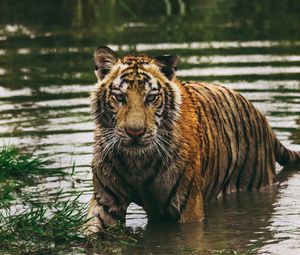 Preview wallpaper tiger, predator, water, wet