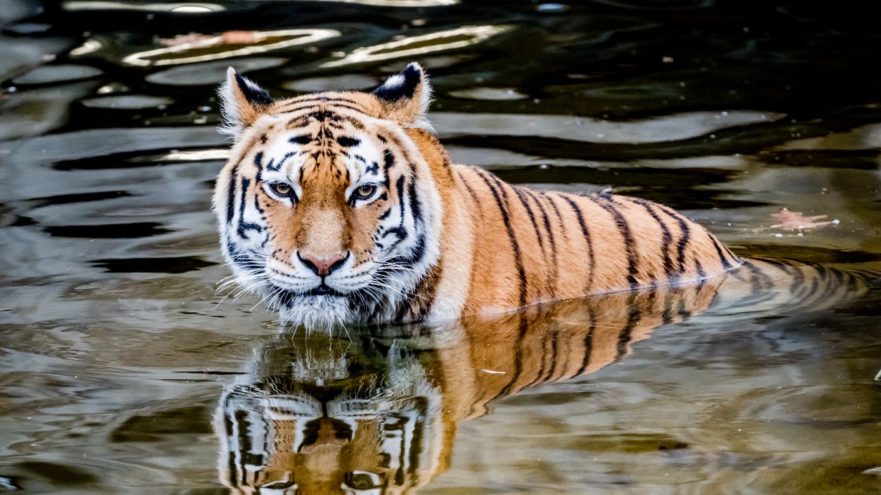Wallpaper tiger, predator, water, animal