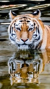 Preview wallpaper tiger, predator, water, animal