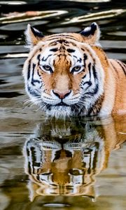Preview wallpaper tiger, predator, water, animal