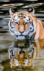 Preview wallpaper tiger, predator, water, animal