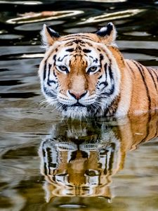 Preview wallpaper tiger, predator, water, animal