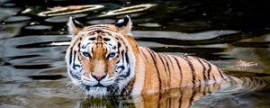 Preview wallpaper tiger, predator, water, animal