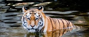 Preview wallpaper tiger, predator, water, animal
