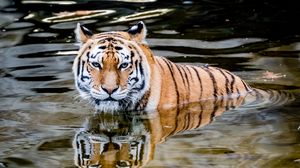 Preview wallpaper tiger, predator, water, animal