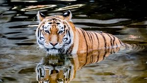 Preview wallpaper tiger, predator, water, animal