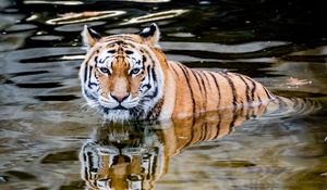 Preview wallpaper tiger, predator, water, animal