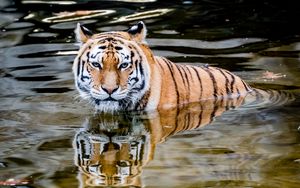 Preview wallpaper tiger, predator, water, animal