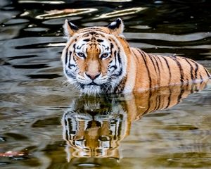 Preview wallpaper tiger, predator, water, animal
