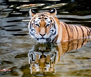 Preview wallpaper tiger, predator, water, animal