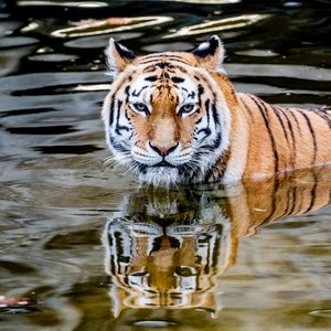 Preview wallpaper tiger, predator, water, animal