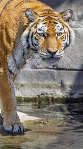 Preview wallpaper tiger, predator, wild animal, water, head, wall