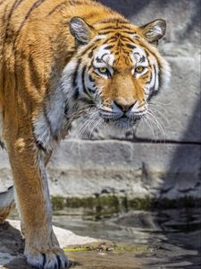 Preview wallpaper tiger, predator, wild animal, water, head, wall