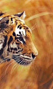 Preview wallpaper tiger, predator, wildlife, big cat, striped