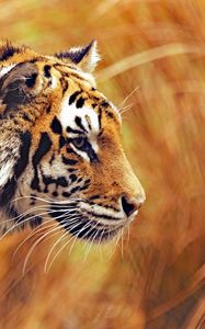 Preview wallpaper tiger, predator, wildlife, big cat, striped
