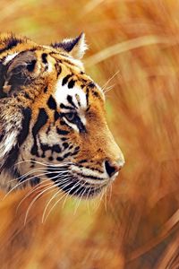 Preview wallpaper tiger, predator, wildlife, big cat, striped