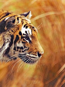 Preview wallpaper tiger, predator, wildlife, big cat, striped