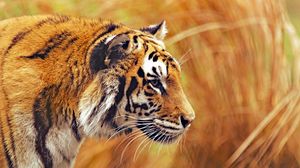 Preview wallpaper tiger, predator, wildlife, big cat, striped