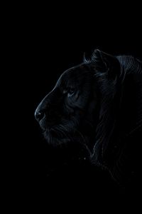 Preview wallpaper tiger, profile, art, dark, predator