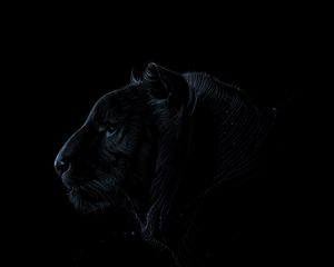 Preview wallpaper tiger, profile, art, dark, predator