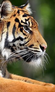Preview wallpaper tiger, profile, face, big cat