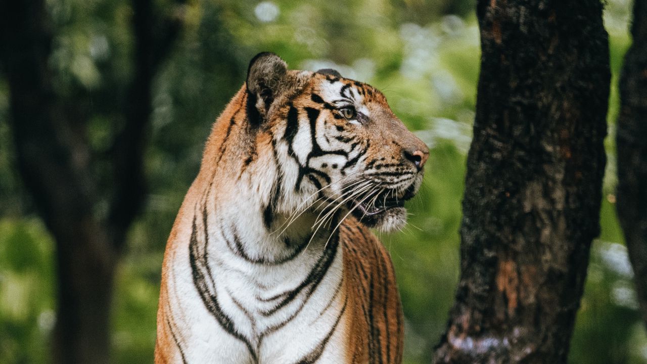 Wallpaper tiger, profile, predator, big cat