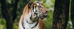 Preview wallpaper tiger, profile, predator, big cat