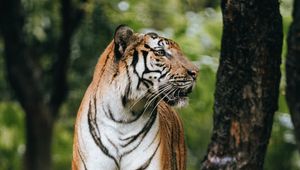 Preview wallpaper tiger, profile, predator, big cat