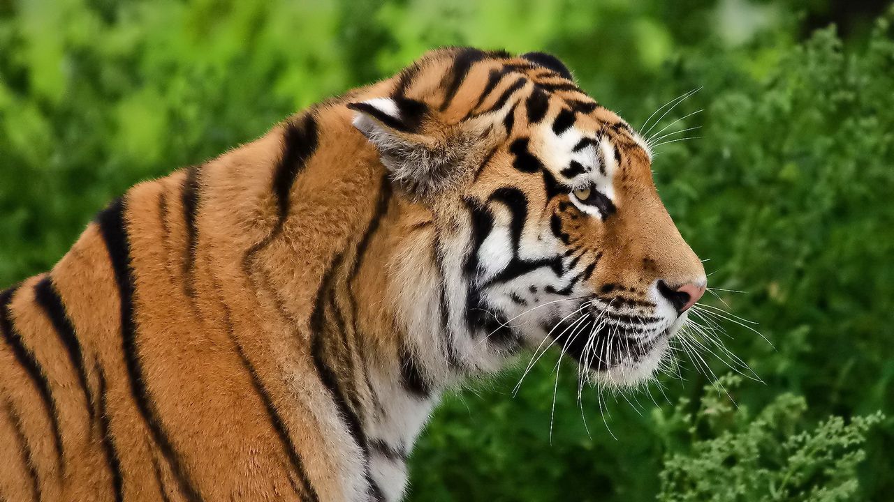 Wallpaper tiger, profile, predator, face