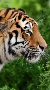 Preview wallpaper tiger, profile, predator, face