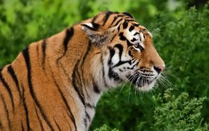 Preview wallpaper tiger, profile, predator, face
