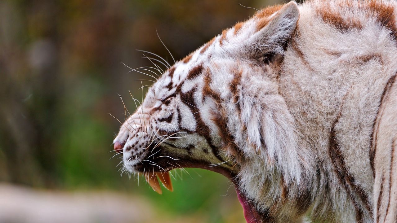 Wallpaper tiger, profile, teeth, anger, aggression, big cat, predator
