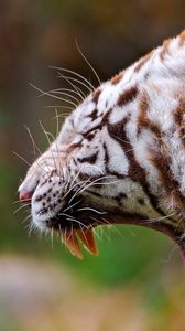 Preview wallpaper tiger, profile, teeth, anger, aggression, big cat, predator