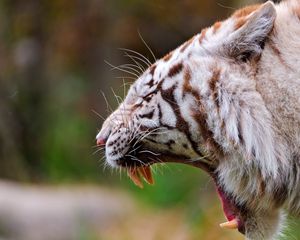 Preview wallpaper tiger, profile, teeth, anger, aggression, big cat, predator