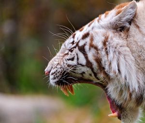 Preview wallpaper tiger, profile, teeth, anger, aggression, big cat, predator