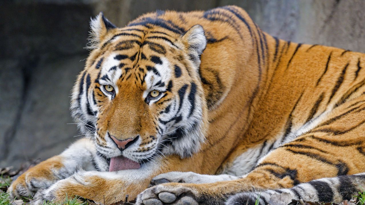 Wallpaper tiger, protruding tongue, animal, big cat, wild