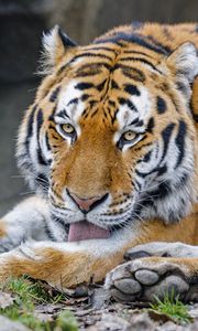 Preview wallpaper tiger, protruding tongue, animal, big cat, wild