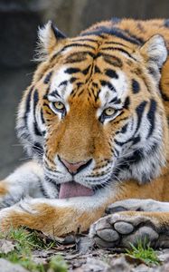 Preview wallpaper tiger, protruding tongue, animal, big cat, wild