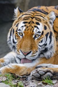 Preview wallpaper tiger, protruding tongue, animal, big cat, wild