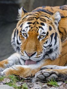 Preview wallpaper tiger, protruding tongue, animal, big cat, wild