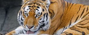 Preview wallpaper tiger, protruding tongue, animal, big cat, wild