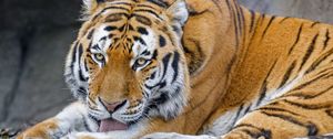 Preview wallpaper tiger, protruding tongue, animal, big cat, wild