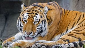 Preview wallpaper tiger, protruding tongue, animal, big cat, wild
