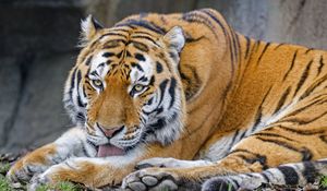 Preview wallpaper tiger, protruding tongue, animal, big cat, wild