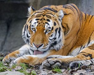 Preview wallpaper tiger, protruding tongue, animal, big cat, wild