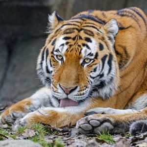 Preview wallpaper tiger, protruding tongue, animal, big cat, wild